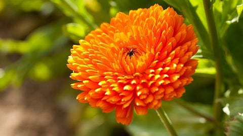 Calendula flower.