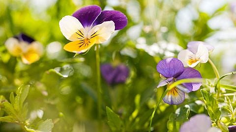 Pansy flowers