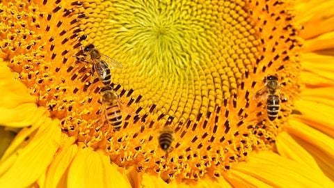 calendula flower