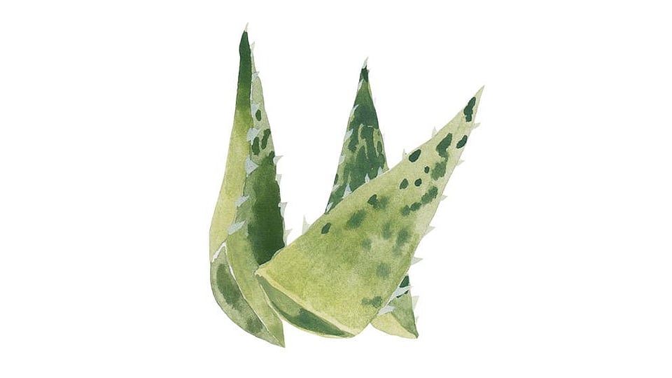 Barbadensis leaf clearance