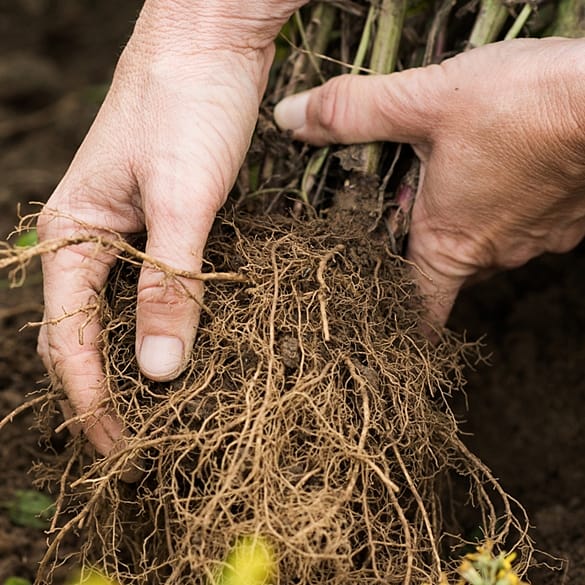 hands with plants