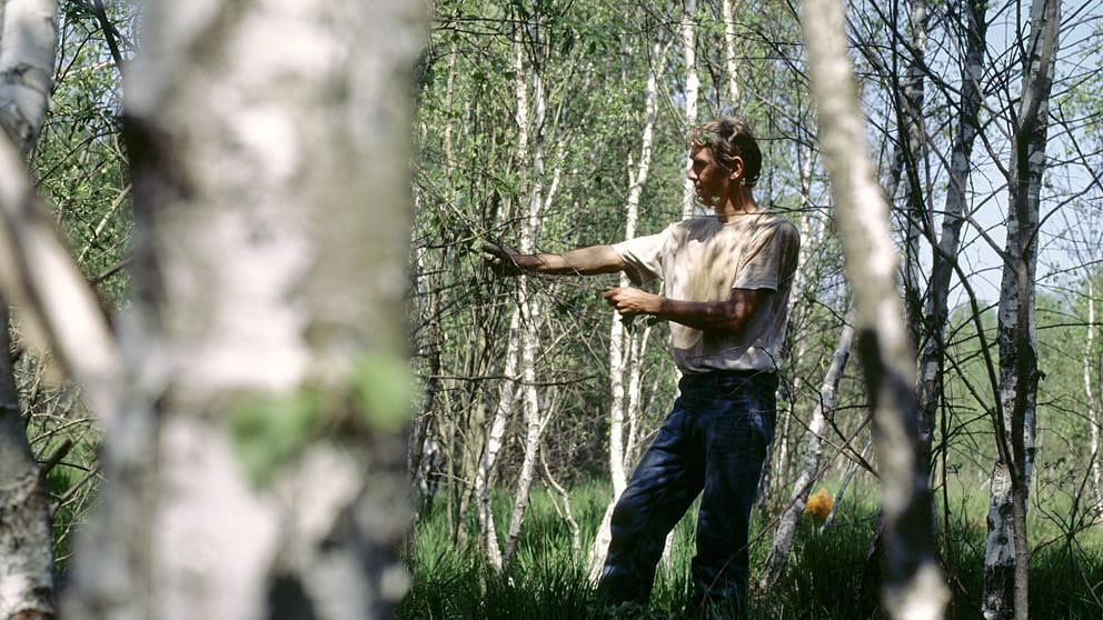 birch tree